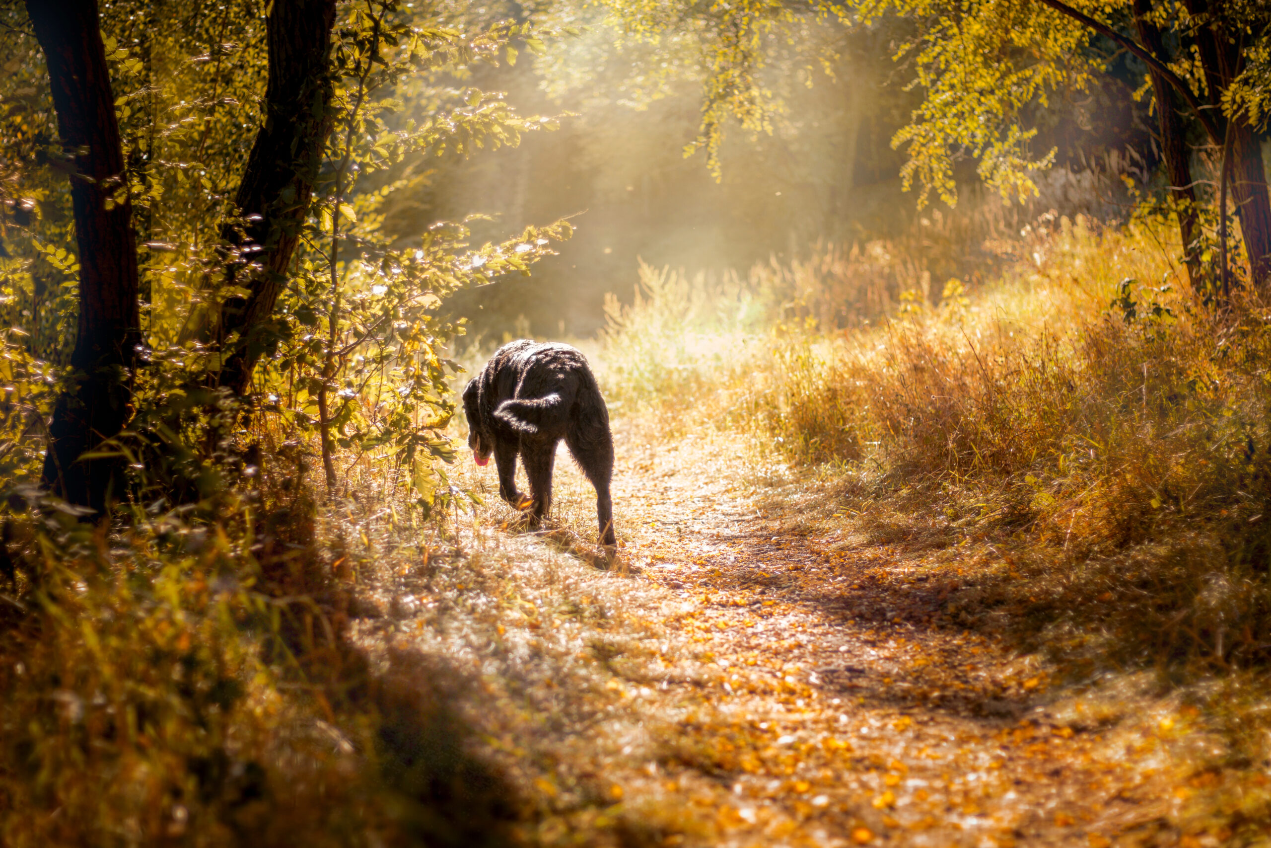 a dog walking on a path in the woods