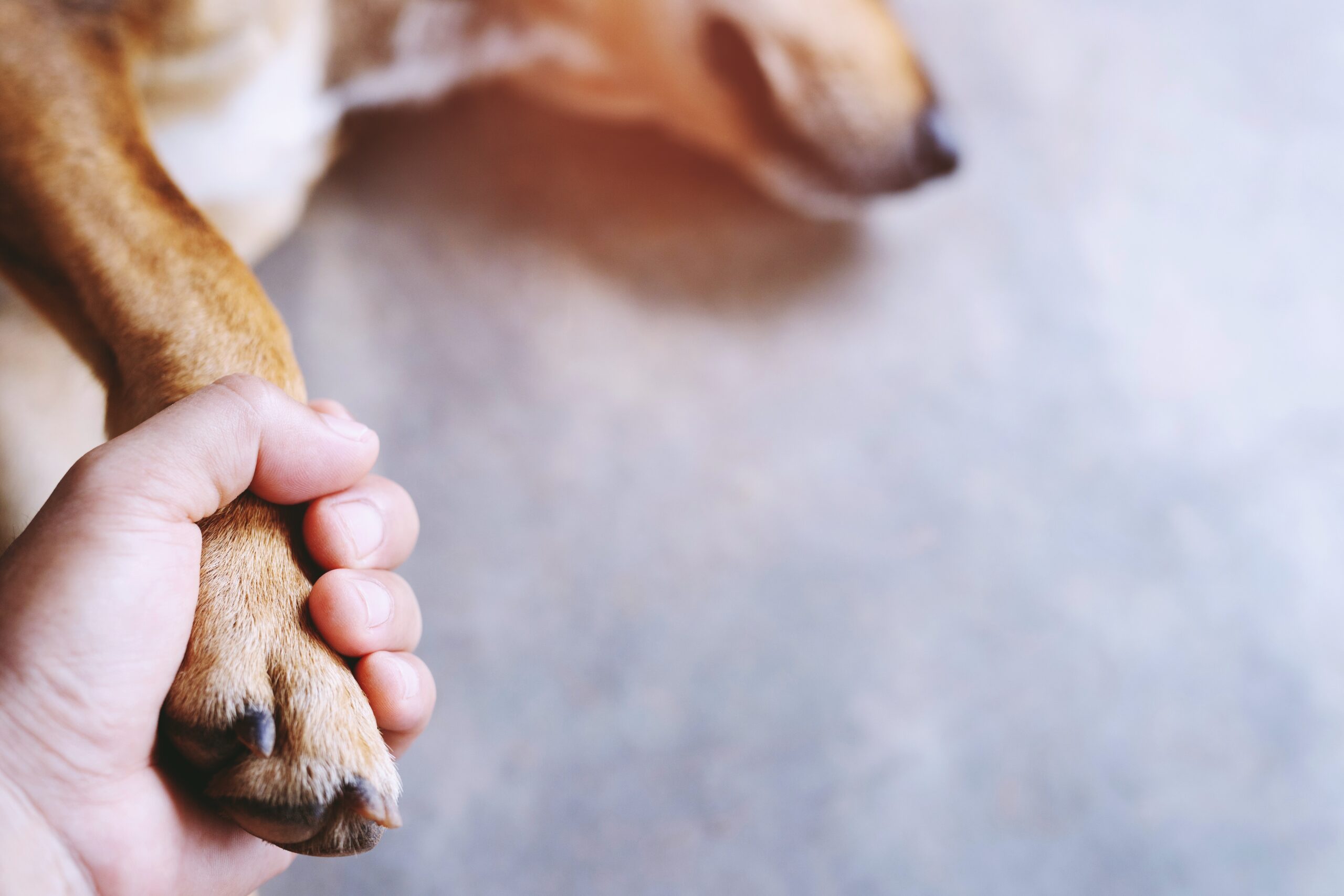 a dog licking a person's hand