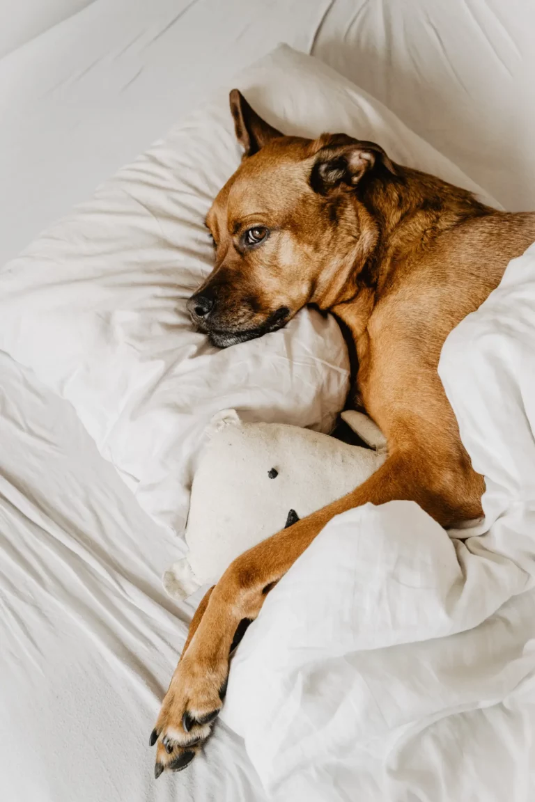 brown dog lying in bed